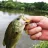   Tiemco SPINNERBAIT TIEMCO NECROMANCER 6.5gr 45mm 05 Holographic Smelt