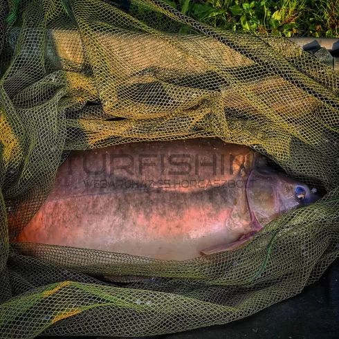 CARP ACADEMY Bojlis merítő fej ECO 80x80