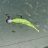 REIVA Tiny Worm 6cm 6db/cs (Orange Disco)