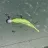 REIVA Tiny Worm 6cm 6db/cs (Blue Shiner)