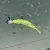 REIVA Tiny Worm 6cm 6db/cs (Blue Shiner)