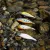 REIVA Stick Minnow 5cm 4.5g (Ayu)