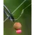 FOX EDGES™ WIDE GAPE LONG SHANK hosszú szárú bojlis horog 7-es méret