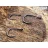 SASAME Gure Ringed - 4-es