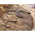 SASAME Gure Ringed - 6-os