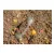 PRESTON ABSOLUTE WINDOW FEEDER (CAGED) - XL 45G
