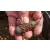 PRESTON ABSOLUTE WINDOW FEEDER (CAGED) - XL 30G